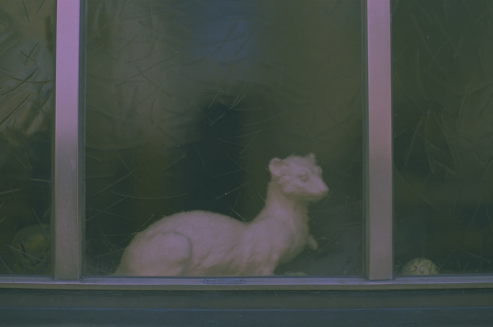 a small rodent in a window