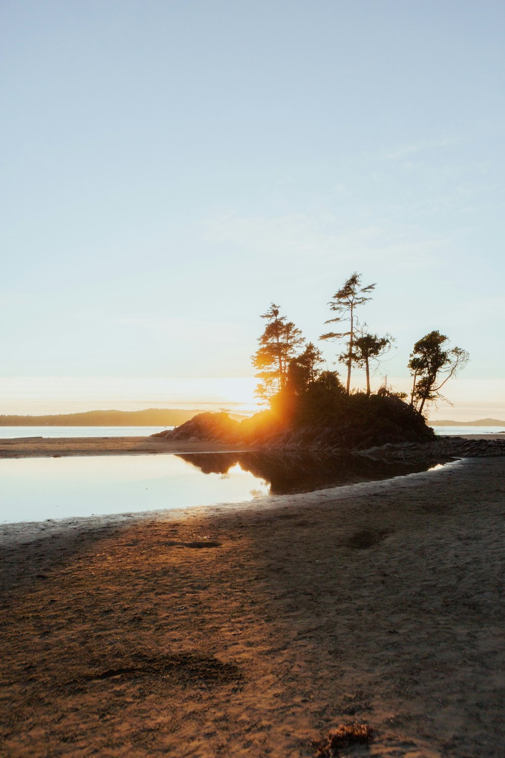 a beach with trees and water