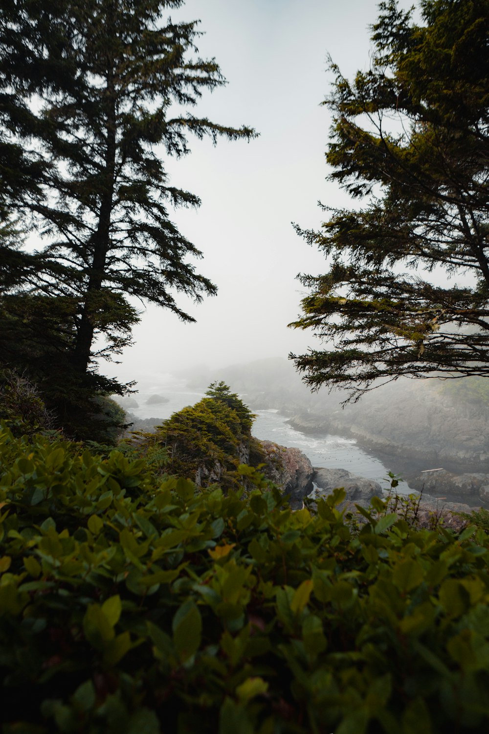 a view of a mountain range from a forest