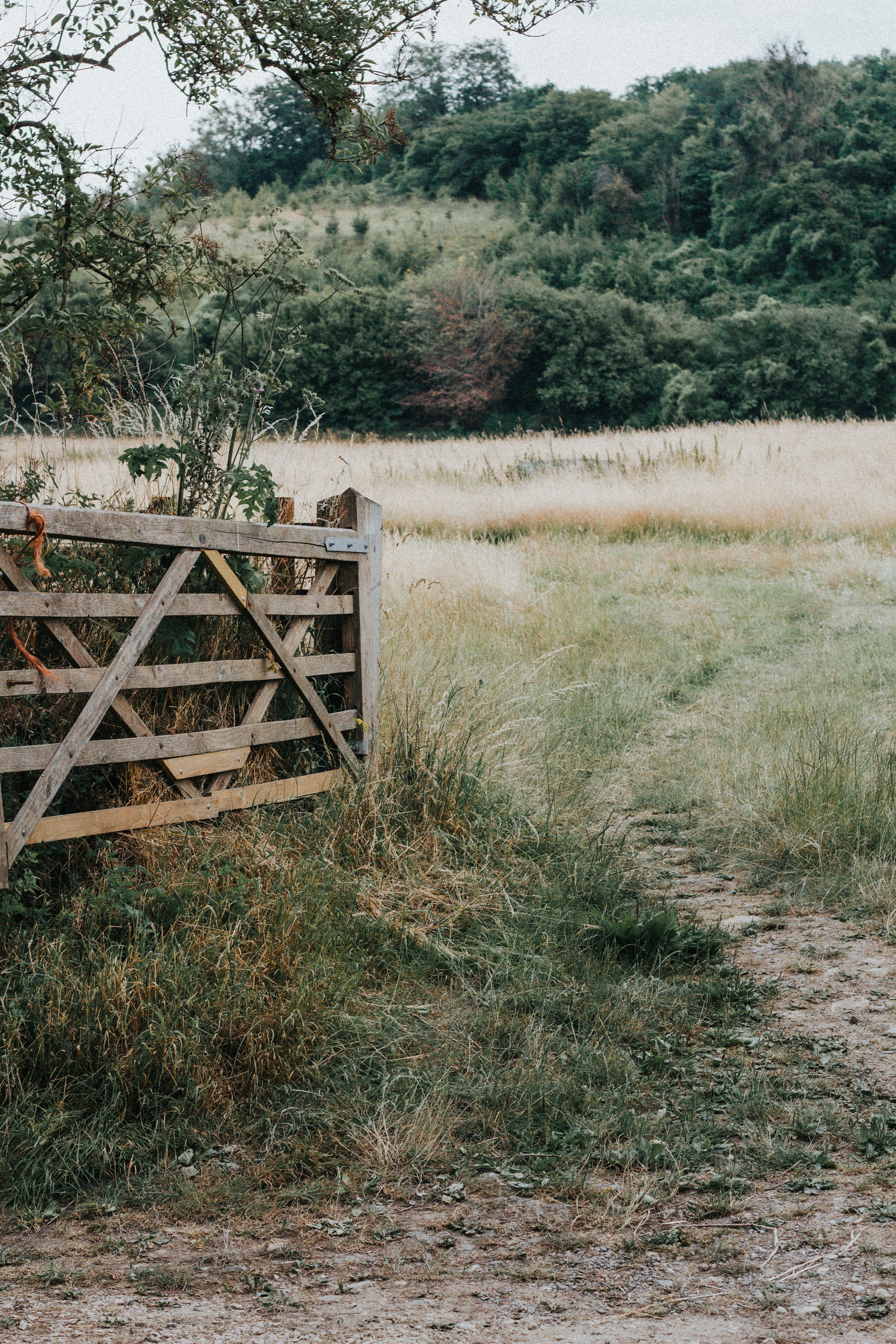 芝生に架かる木製の橋の写真 – Unsplashの植物の無料画像, image size:3000x4500