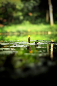 a leaf on a wet surface