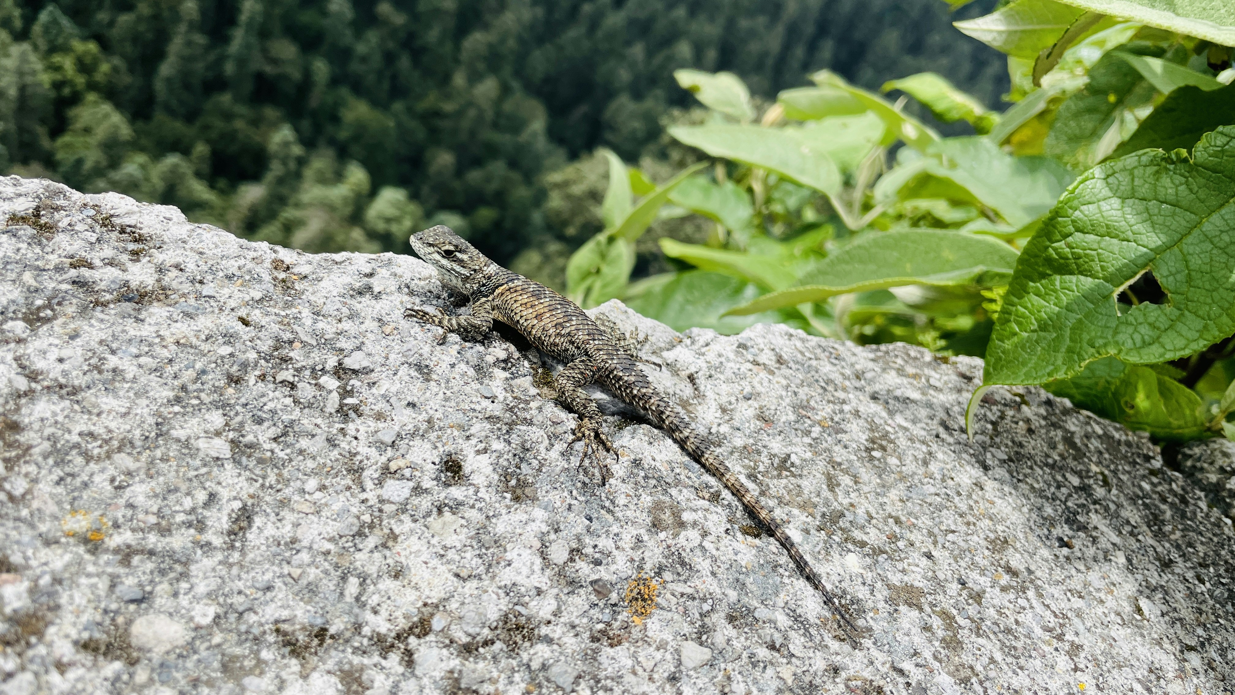 a lizard on a rock