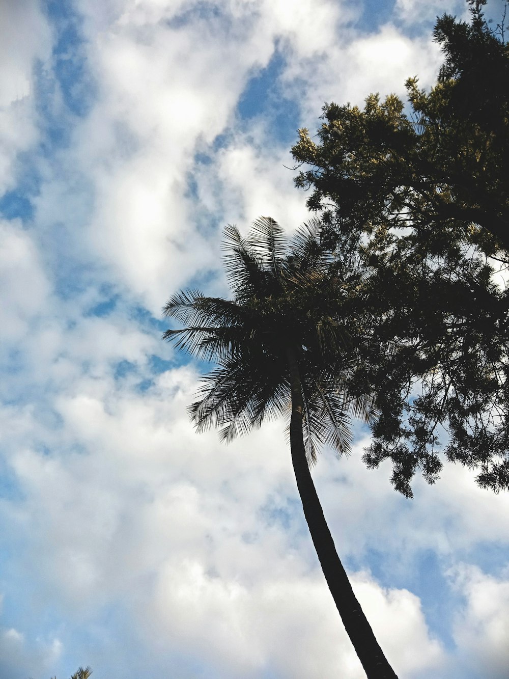a tree with blue sky and clouds