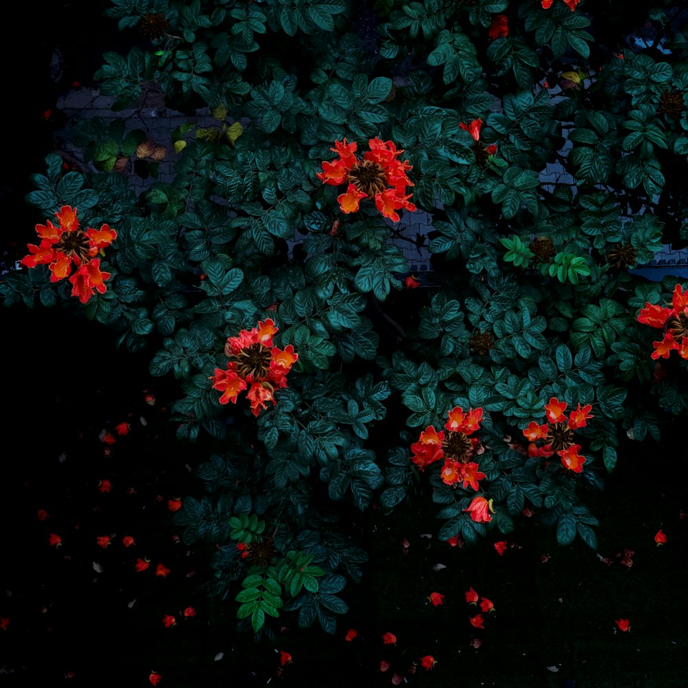 a bush with colorful flowers