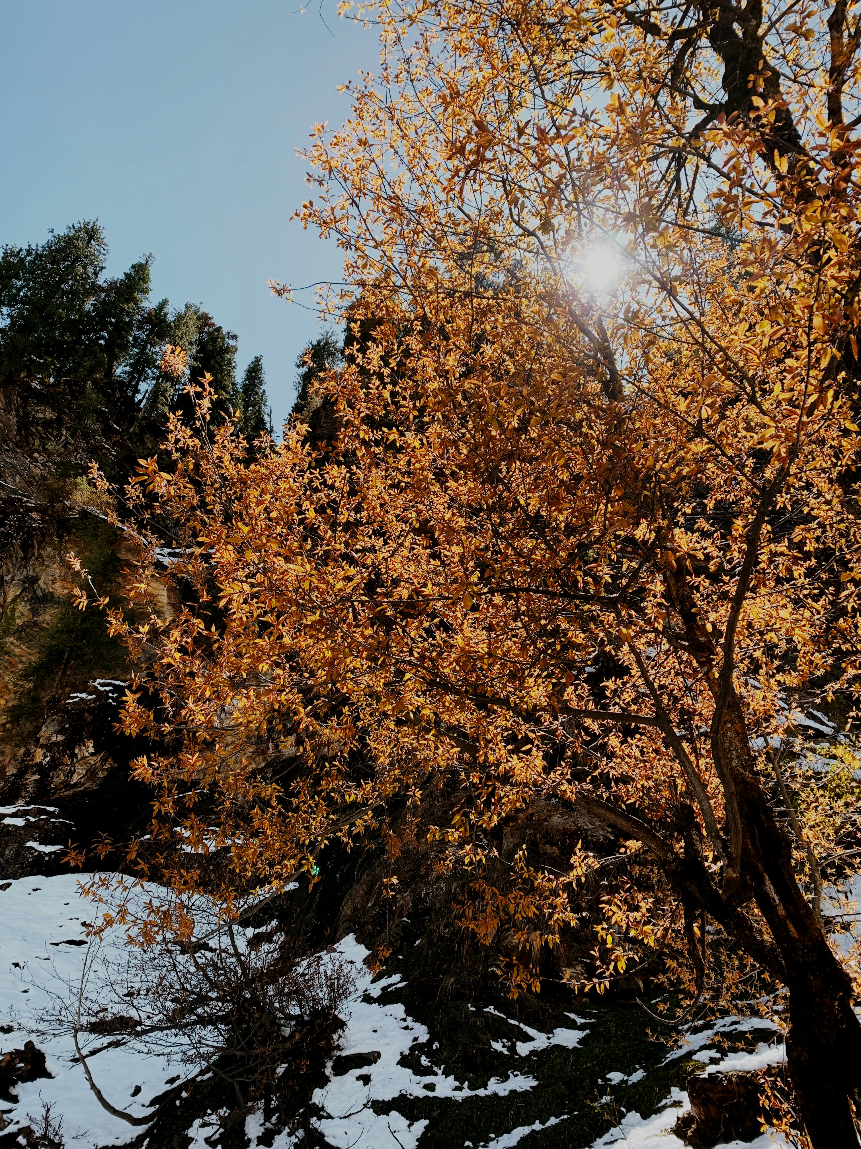 a tree with orange leaves