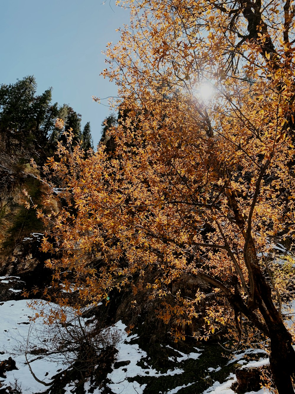 a tree with orange leaves