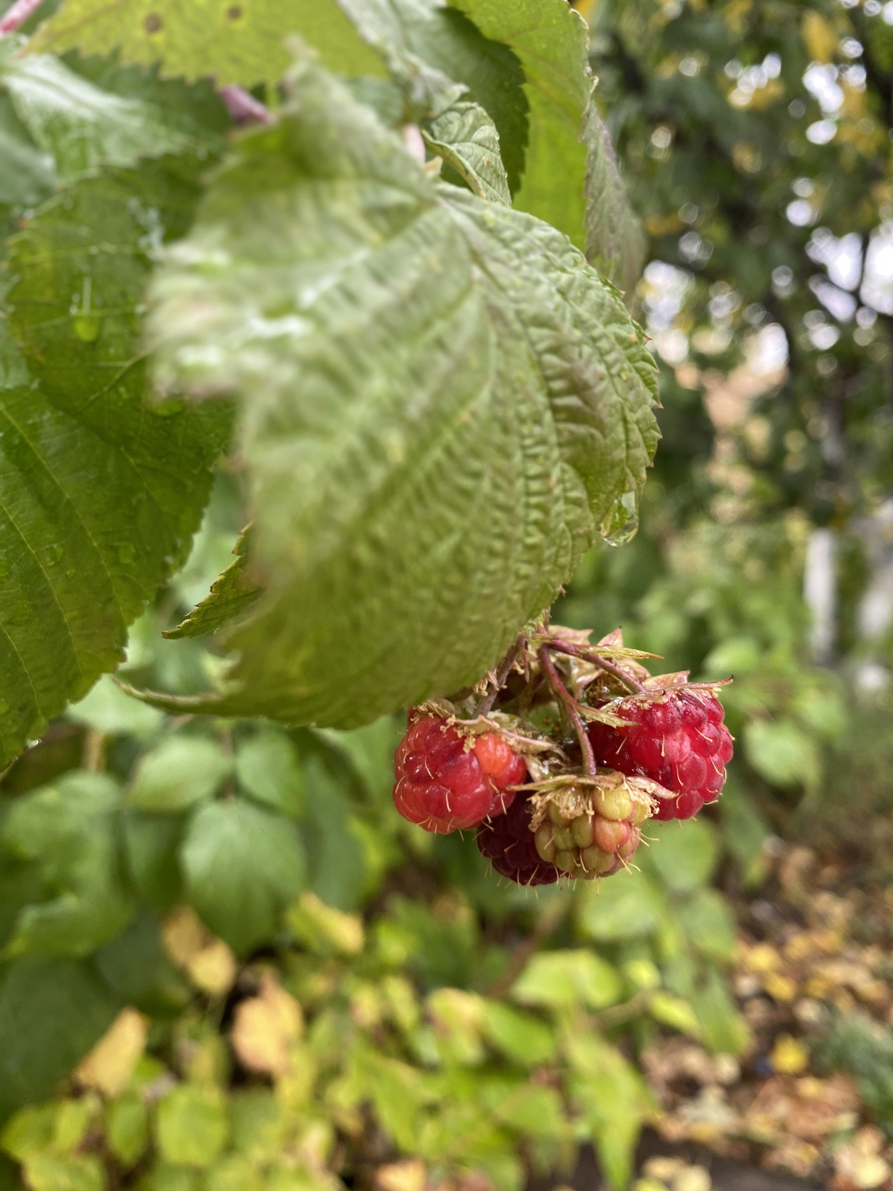 A rainwater harvesting system integrated into a garden design.
