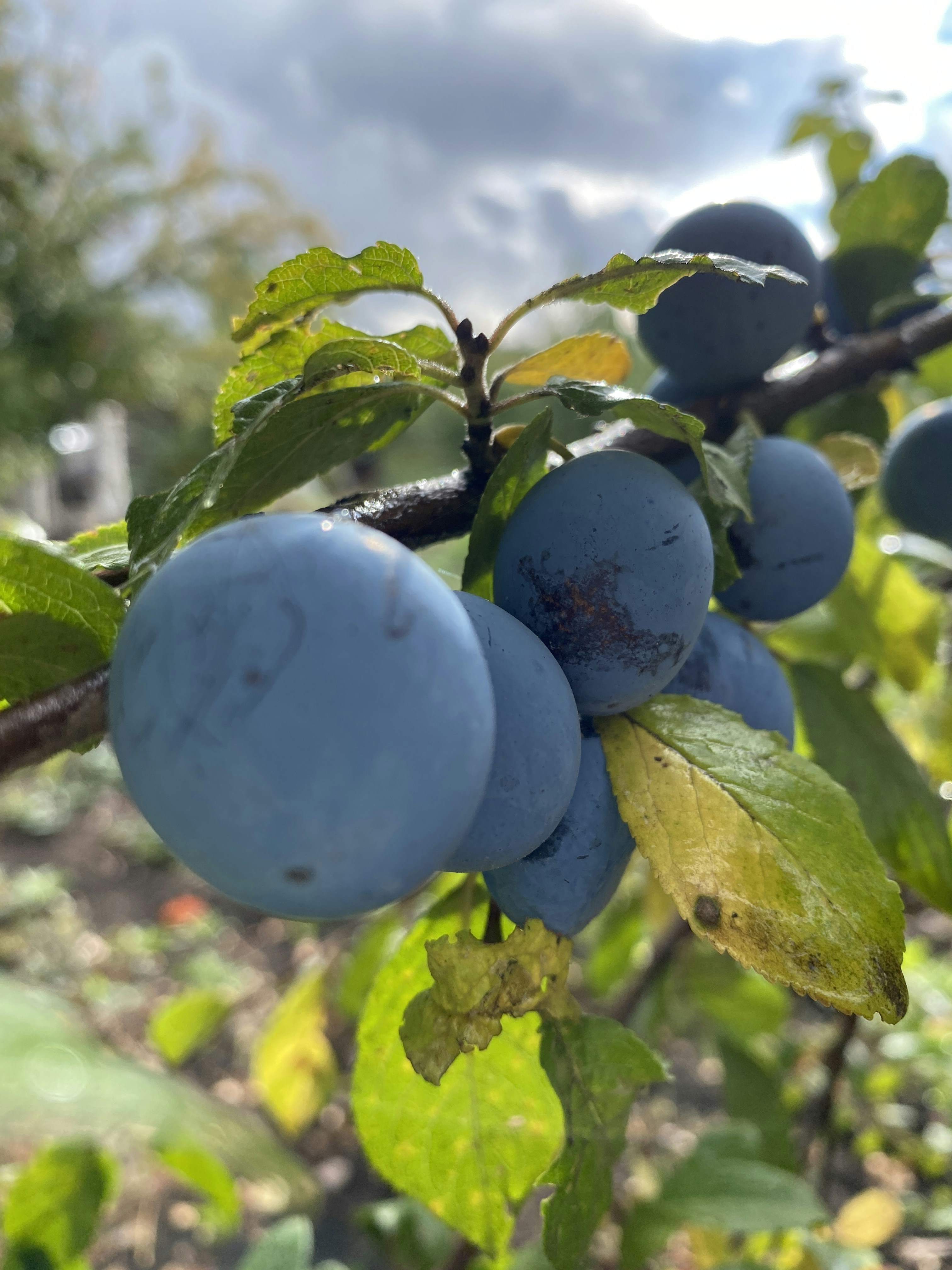 Blaue Beeren an einem Baum