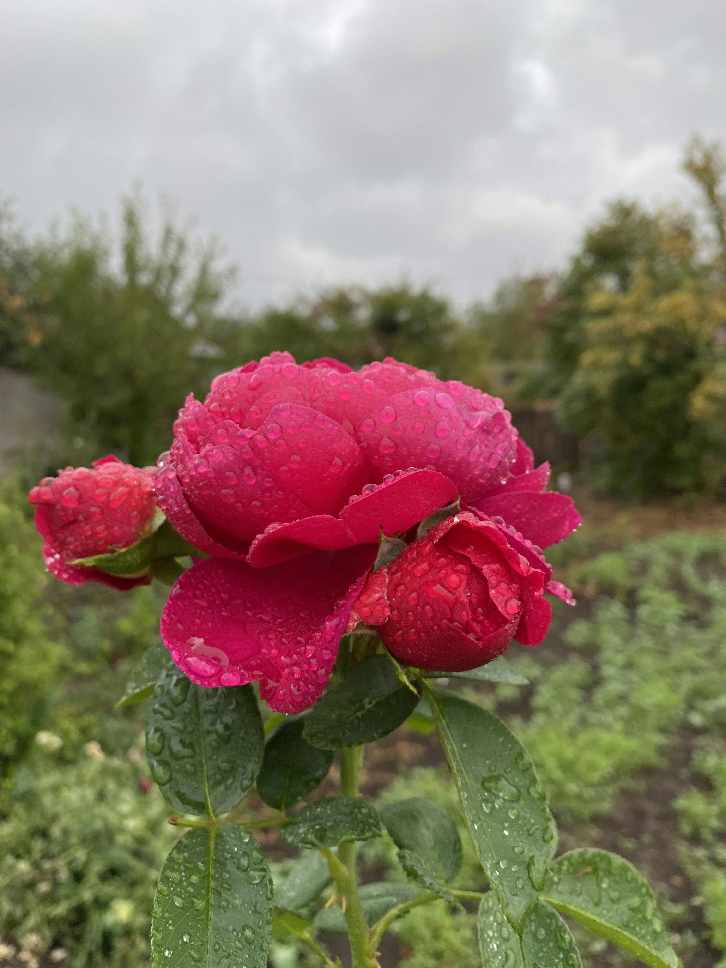a close up of a flower
