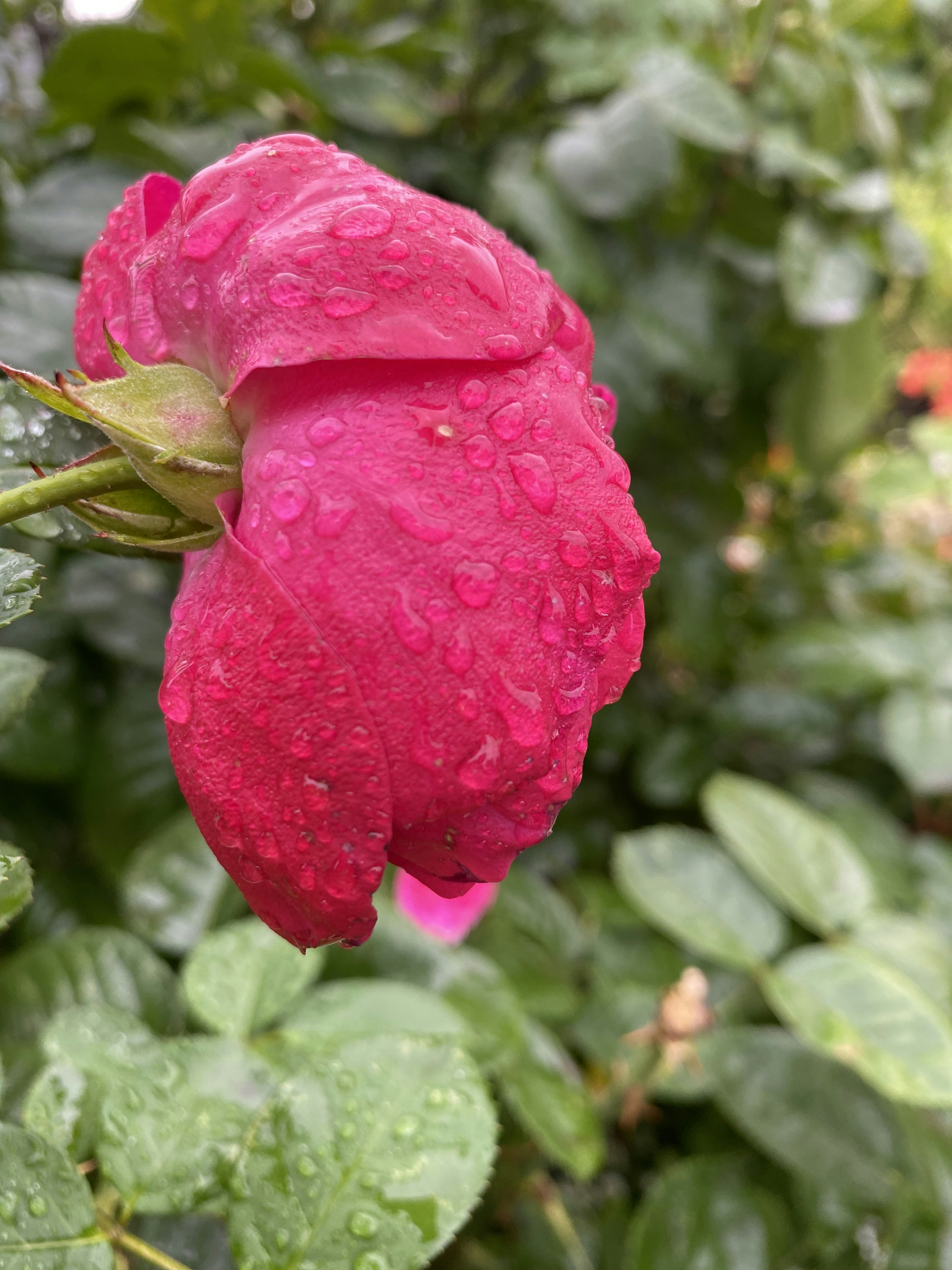 a pink flower with green leaves