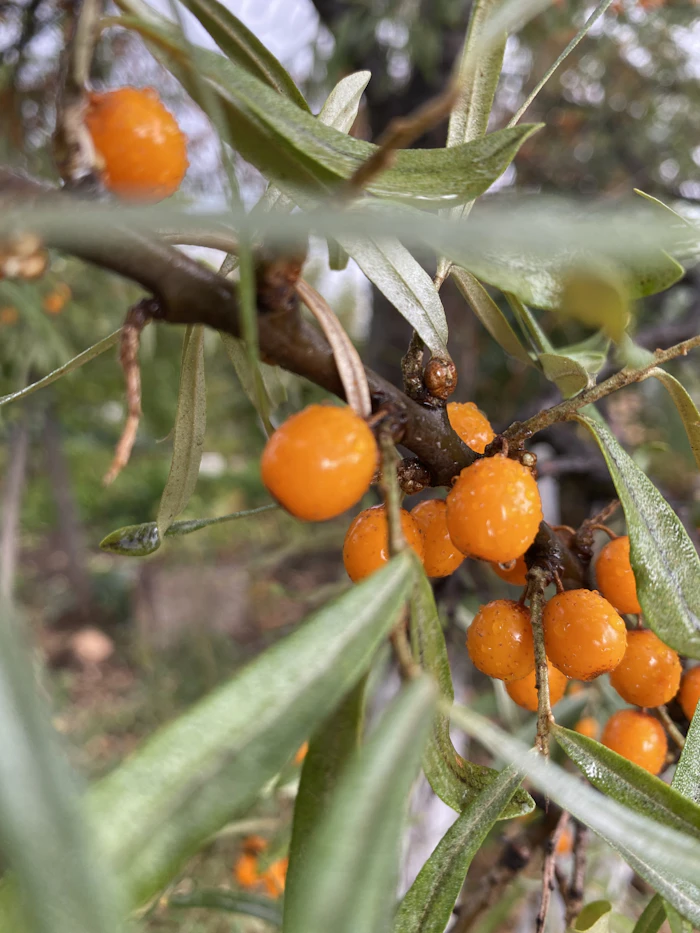Sea buckthorn berries