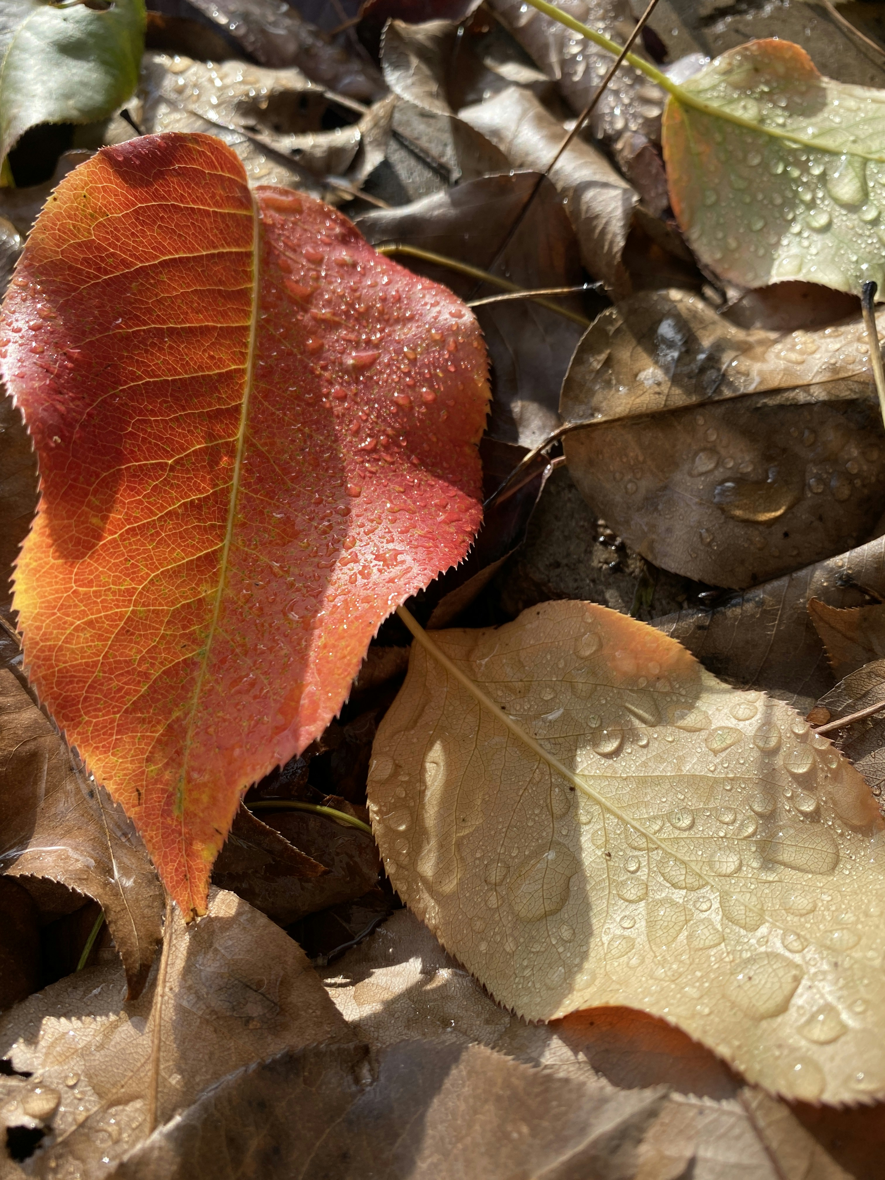 a close up of a leaf