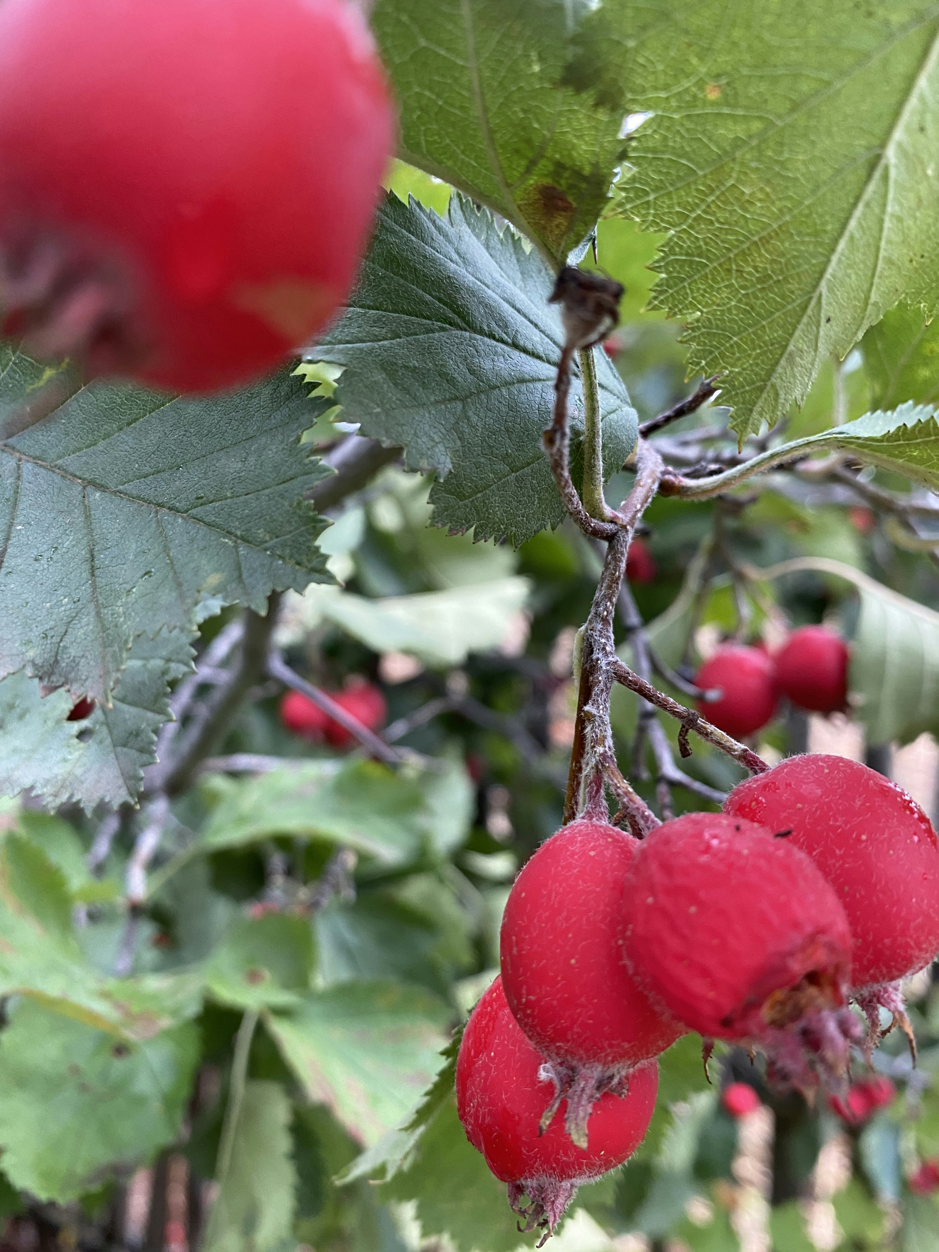 a close up of some berries