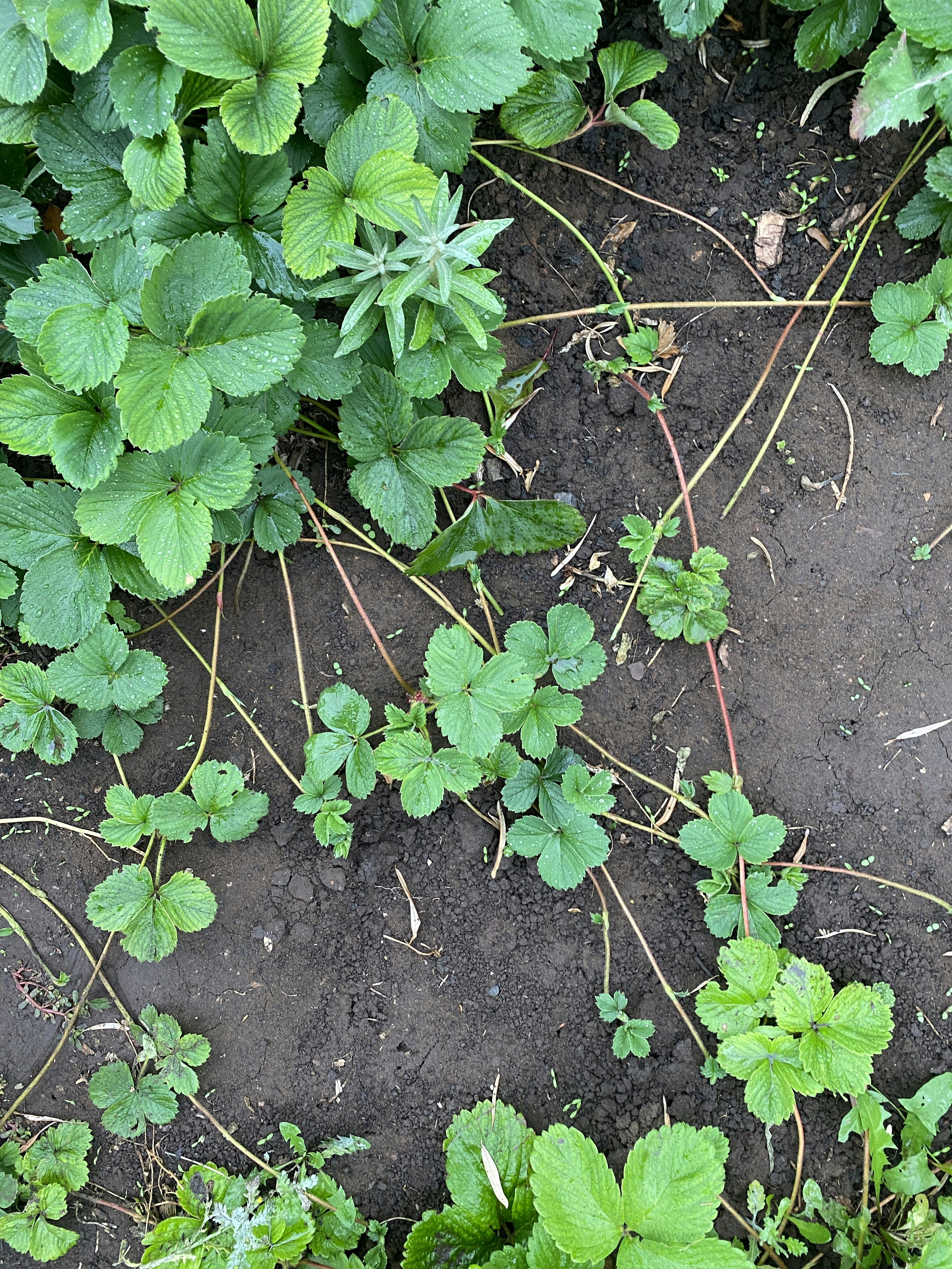 Eine Gruppe von Pflanzen, die im Dreck wachsen