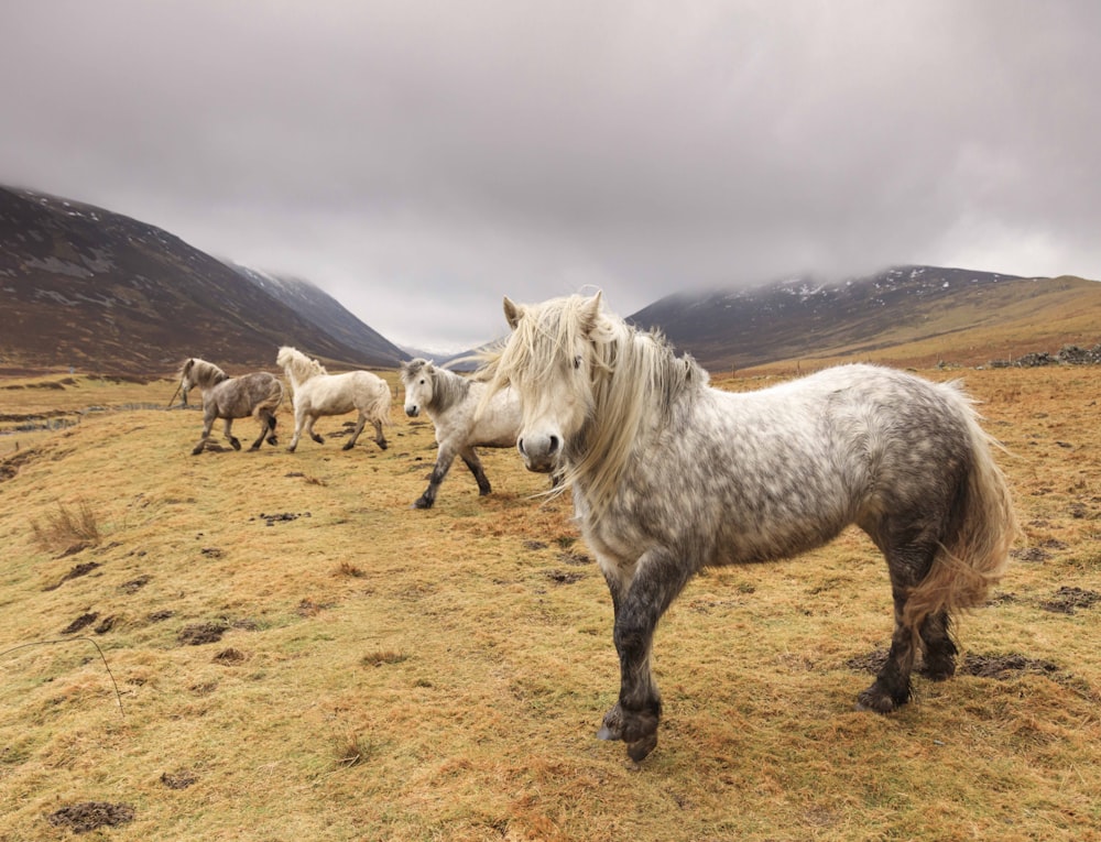 a group of horses running on a dry grassy field