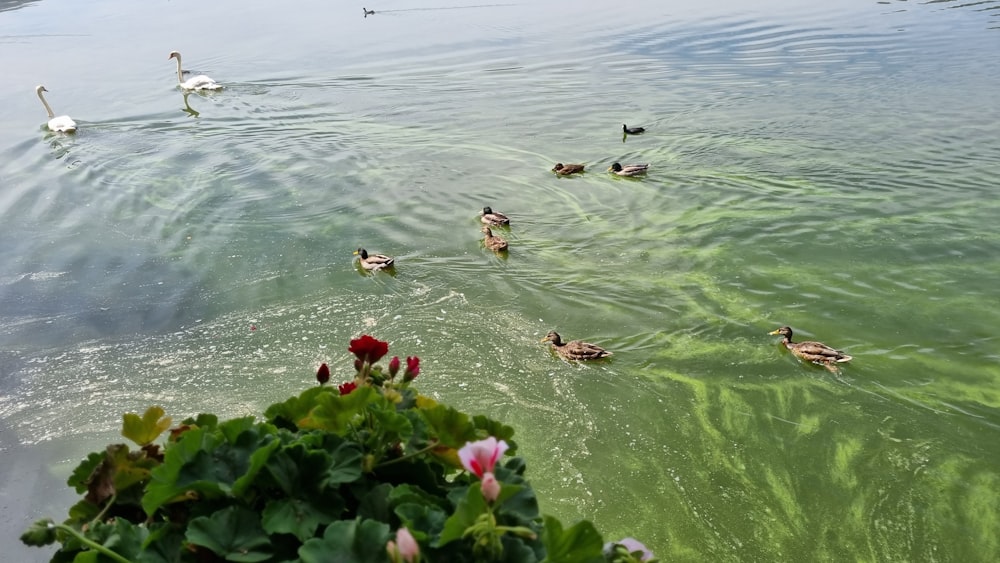 a group of ducks swimming in a pond