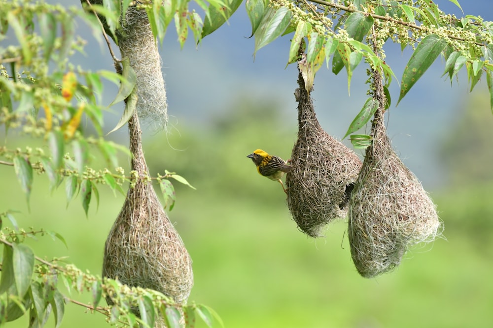 oiseaux dans un nid