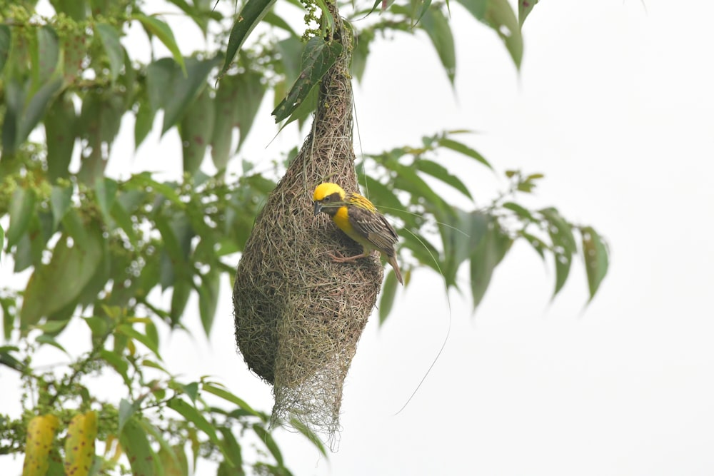 a bird on a bird feeder