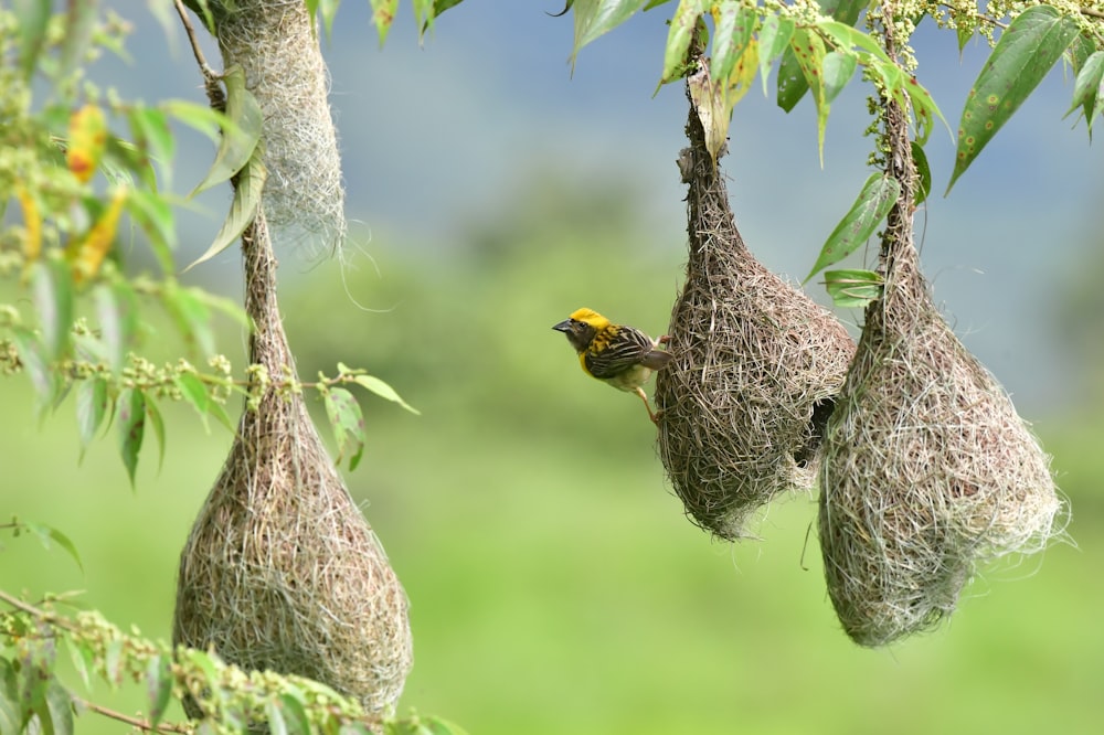 a bird on a nest