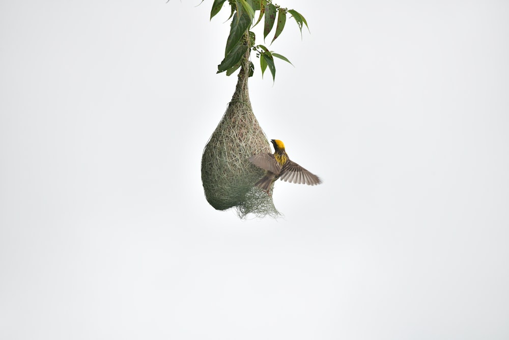 a bird in a tree