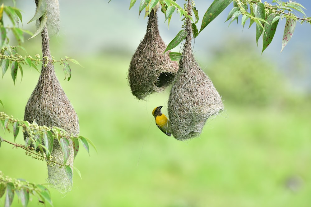 a bird on a tree