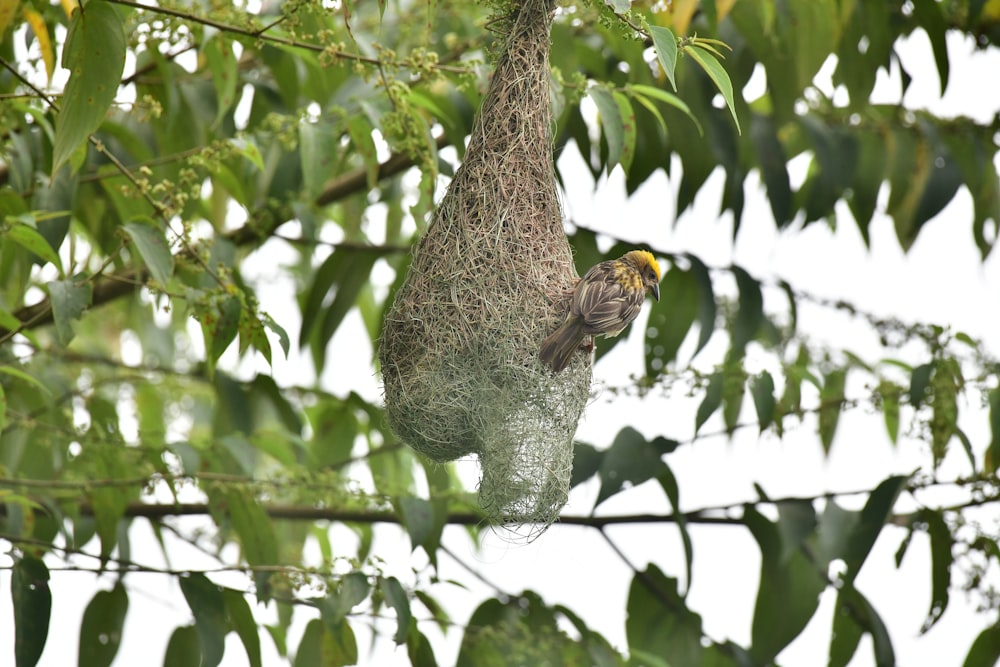 a bird perched on a bird feeder