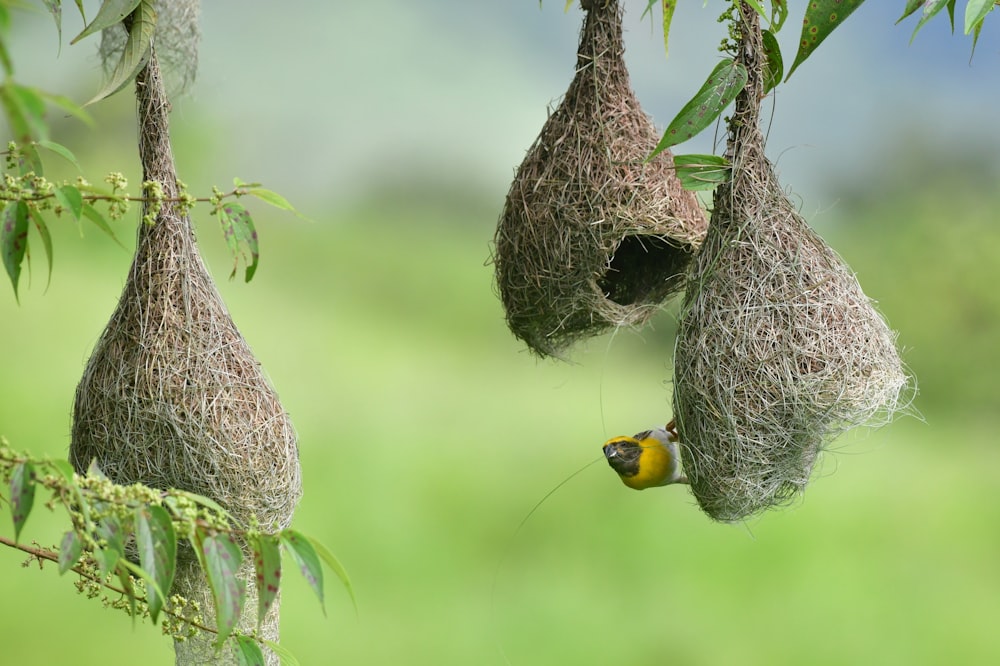 a couple of birds in a nest