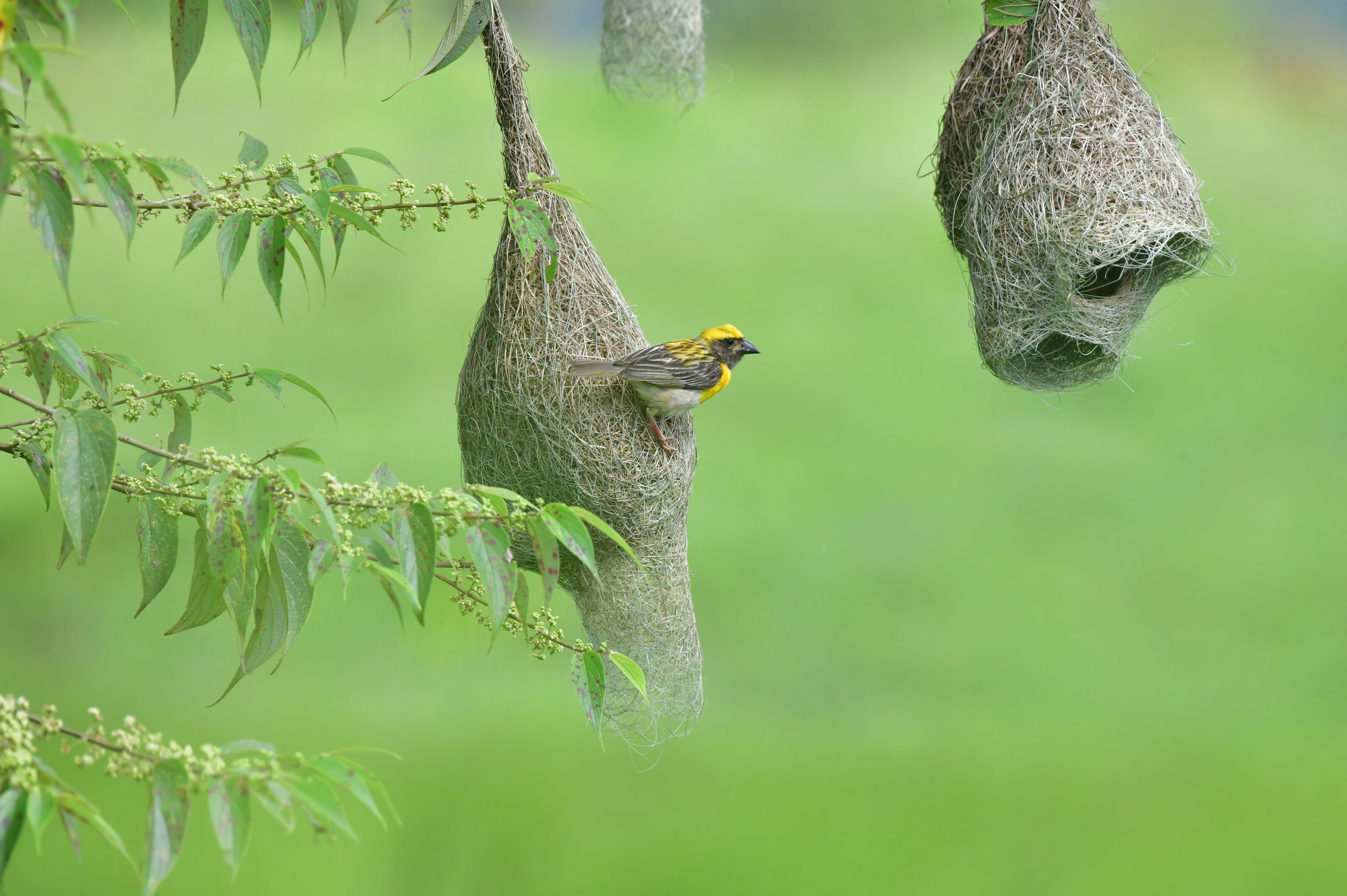a bird on a bird feeder