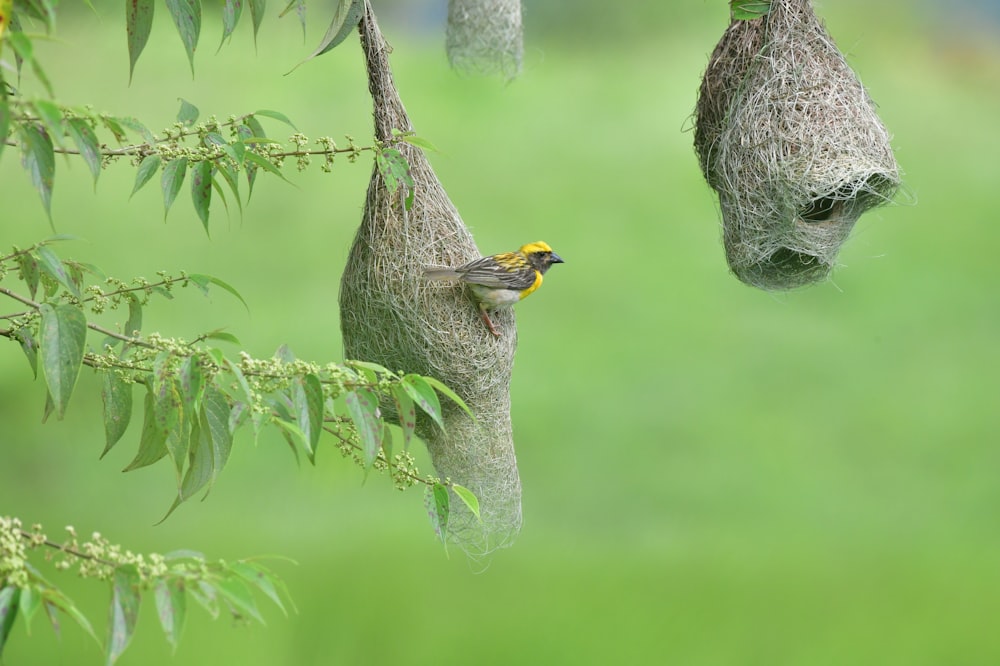 a bird on a bird feeder