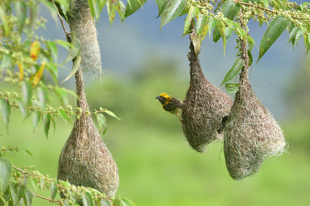 a bird sitting on a nest