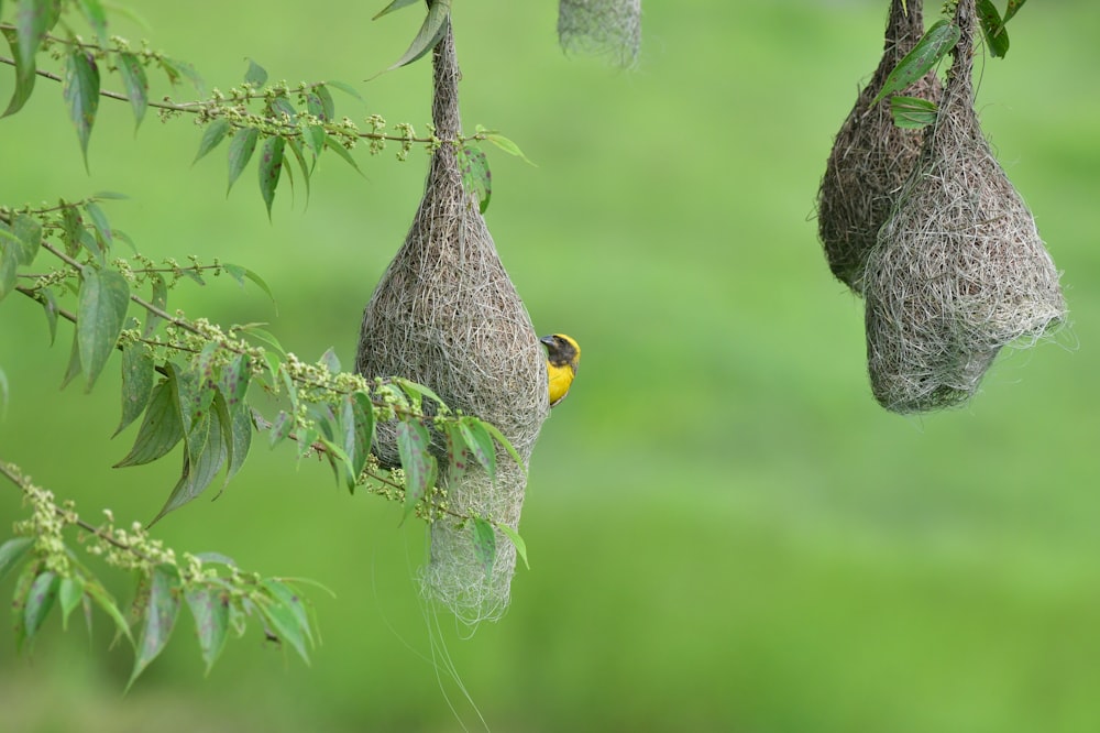 a bird in a tree