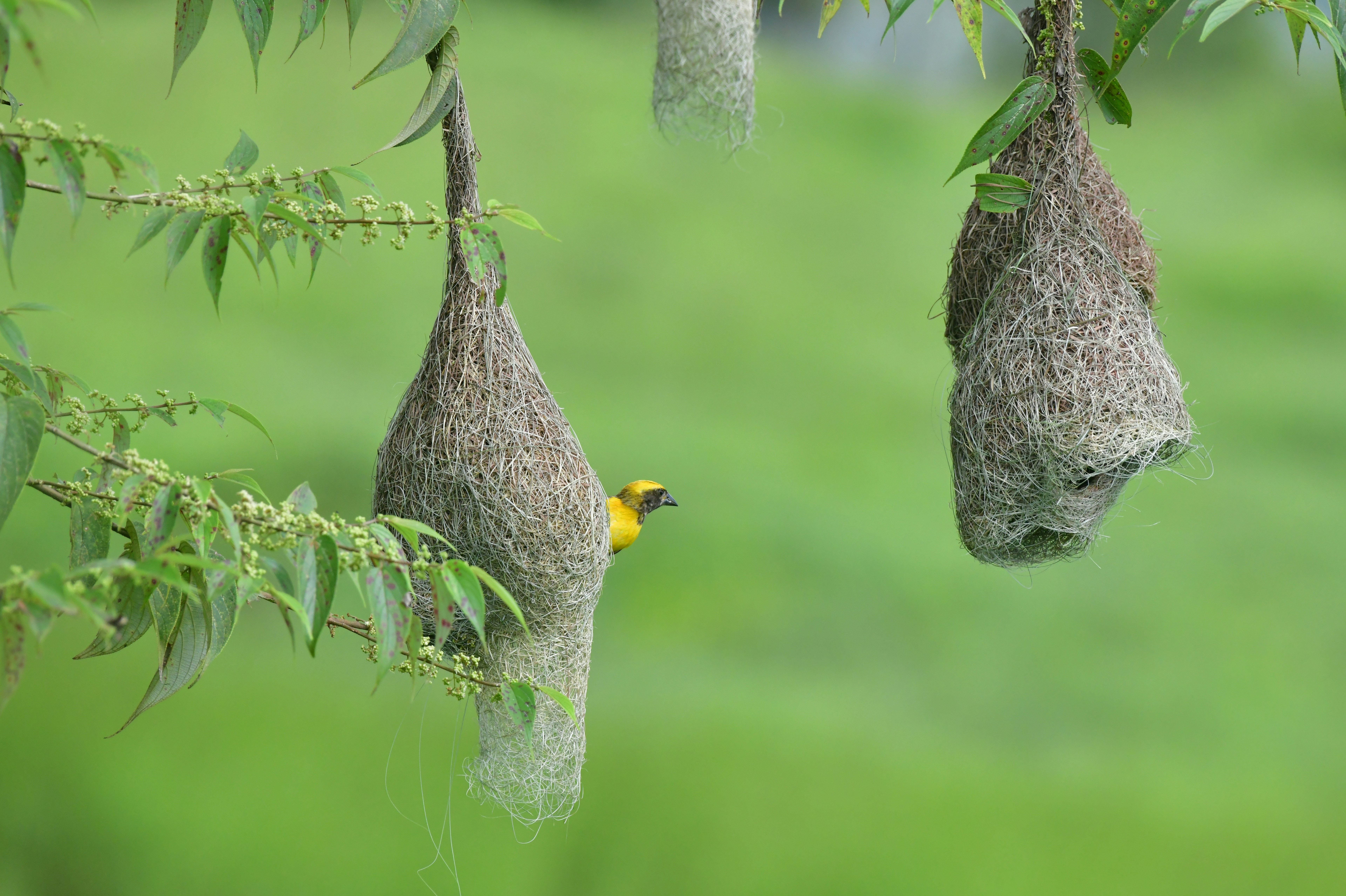 a bird on a tree branch