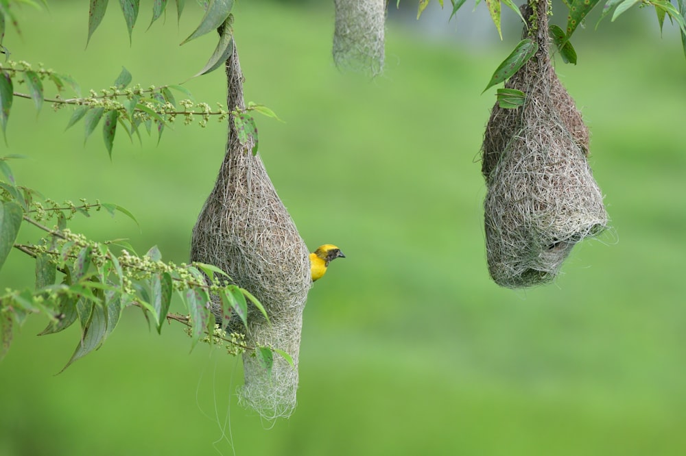 a bird on a tree branch