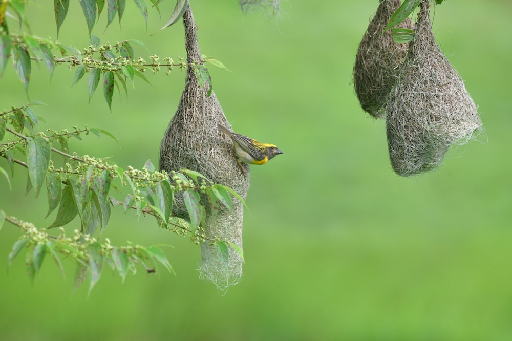 a bird in a tree