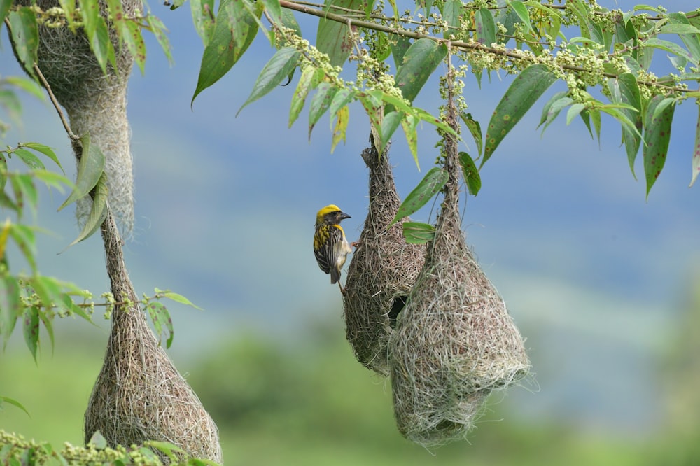 a bird sitting on a nest