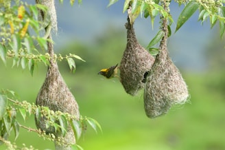 Several intricately woven bird nests hang from the branches of a tree, with a small bird perched at the entrance of one of the nests. The background is lush and green, suggesting a natural, outdoor setting.
