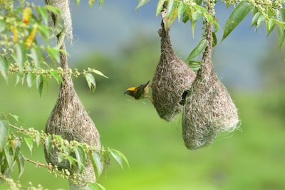 Several intricately woven bird nests hang from the branches of a tree, with a small bird perched at the entrance of one of the nests. The background is lush and green, suggesting a natural, outdoor setting.