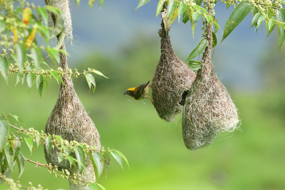 a bird on a bird feeder