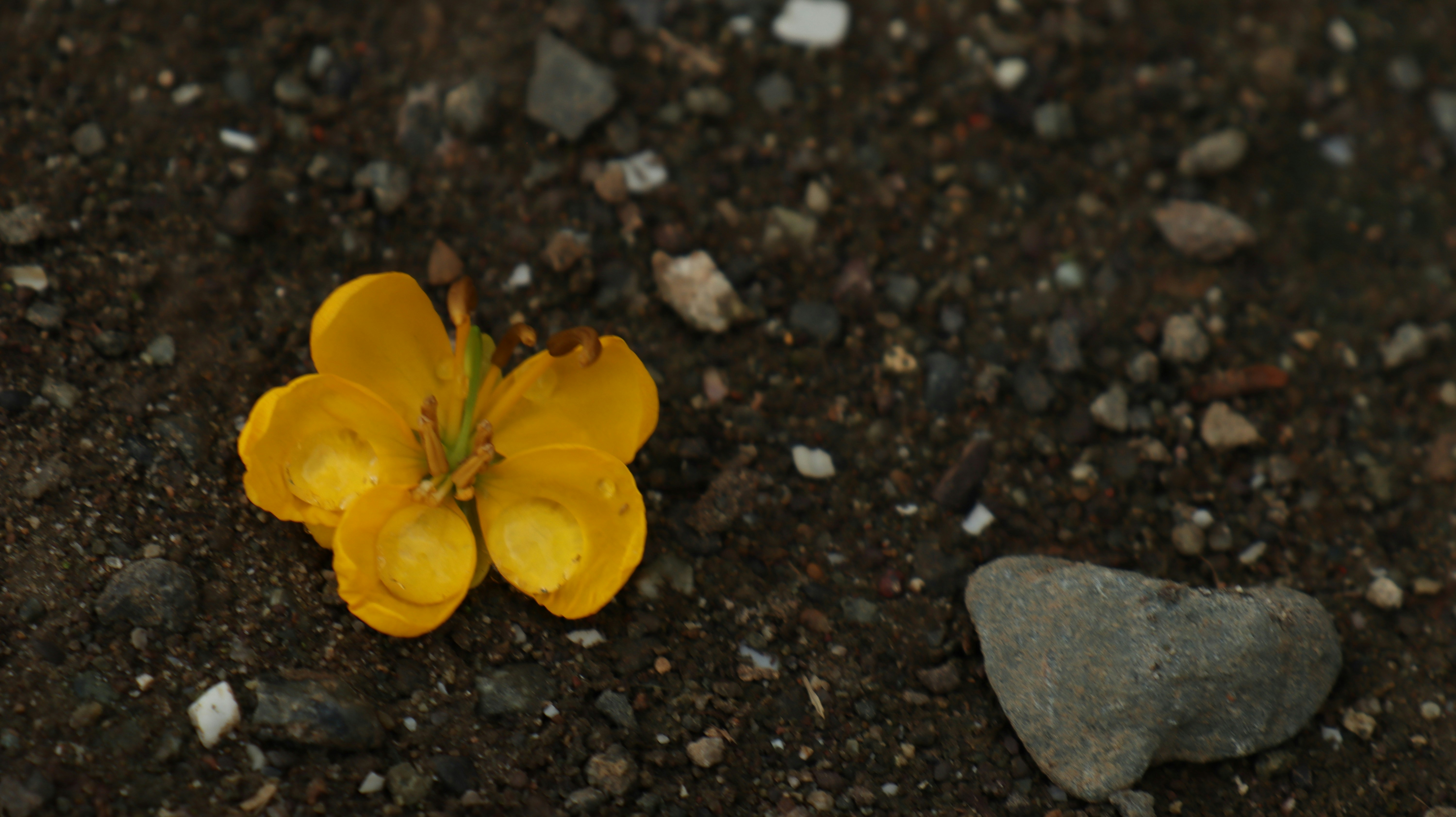 A yellow flower in the dirt photo Free Image on Unsplash