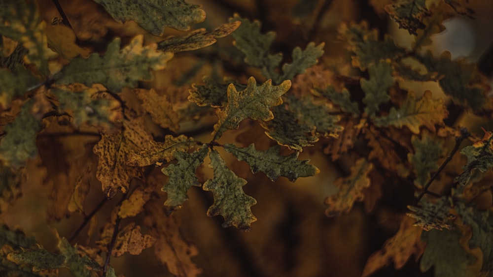 a close up of some leaves