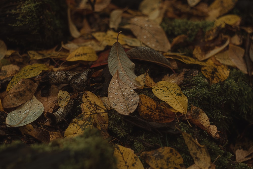 a pile of leaves