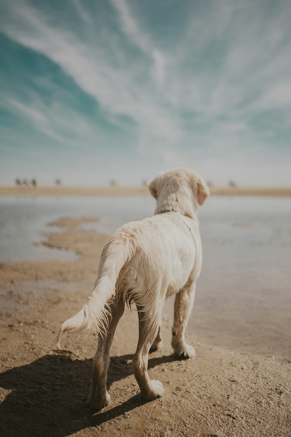 Un perro parado en una playa