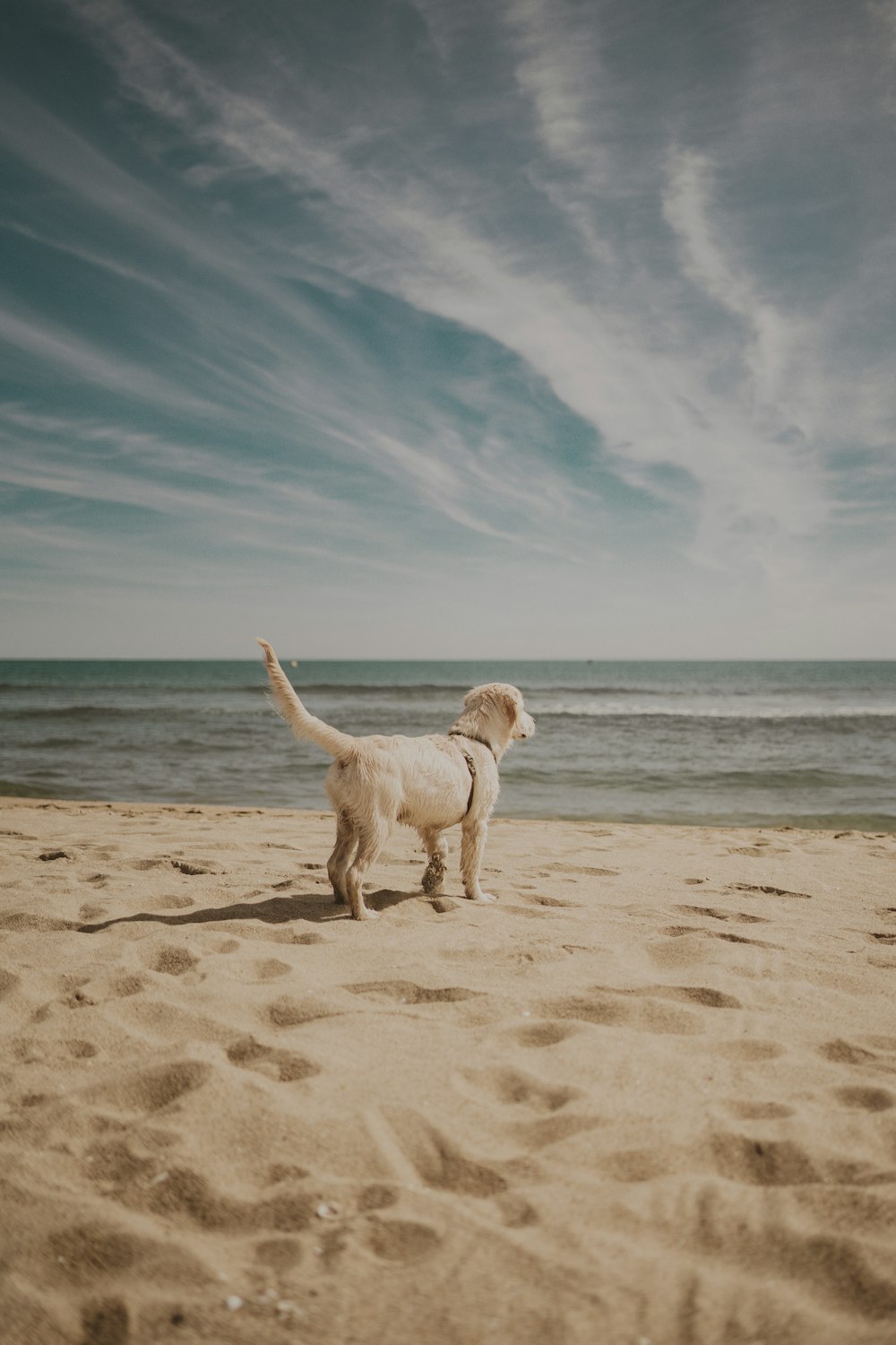 a dog standing on a beach