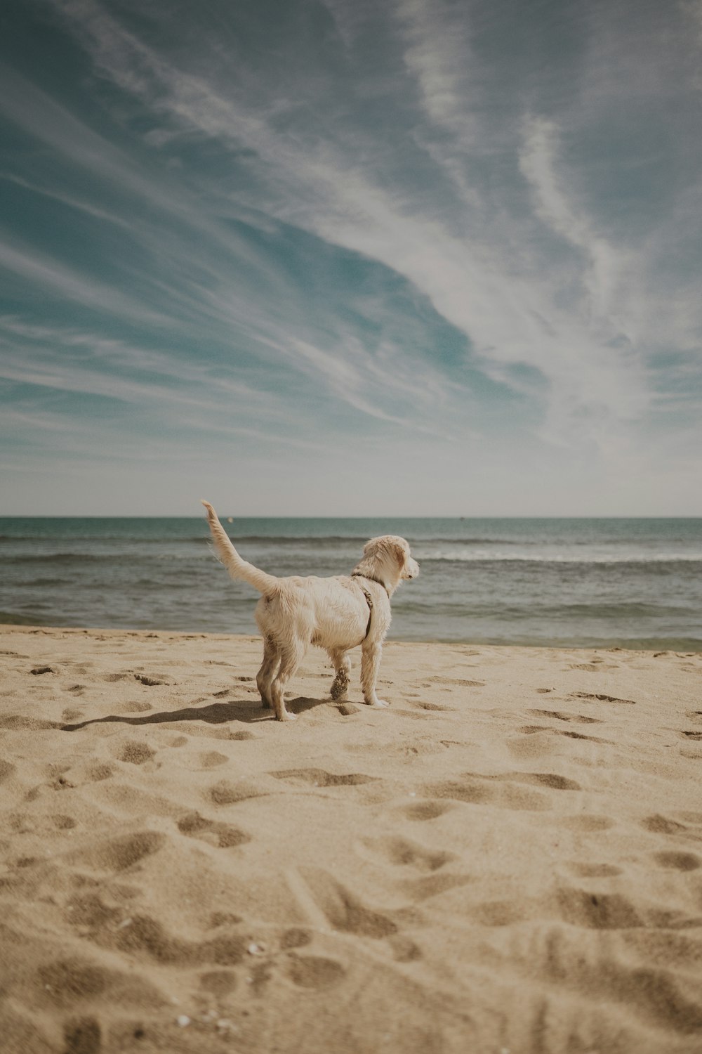 Un perro parado en una playa