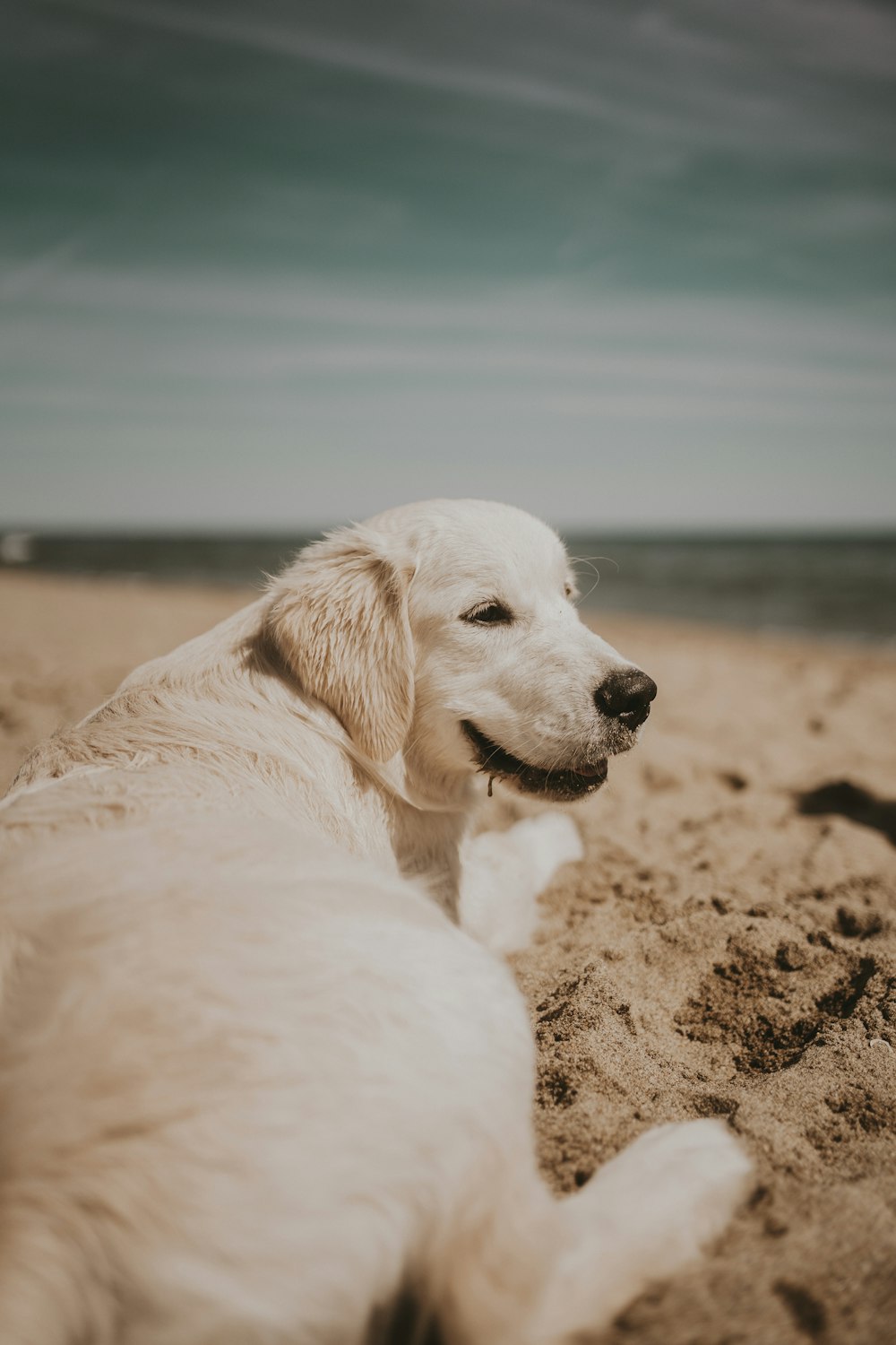 a dog lying on the beach