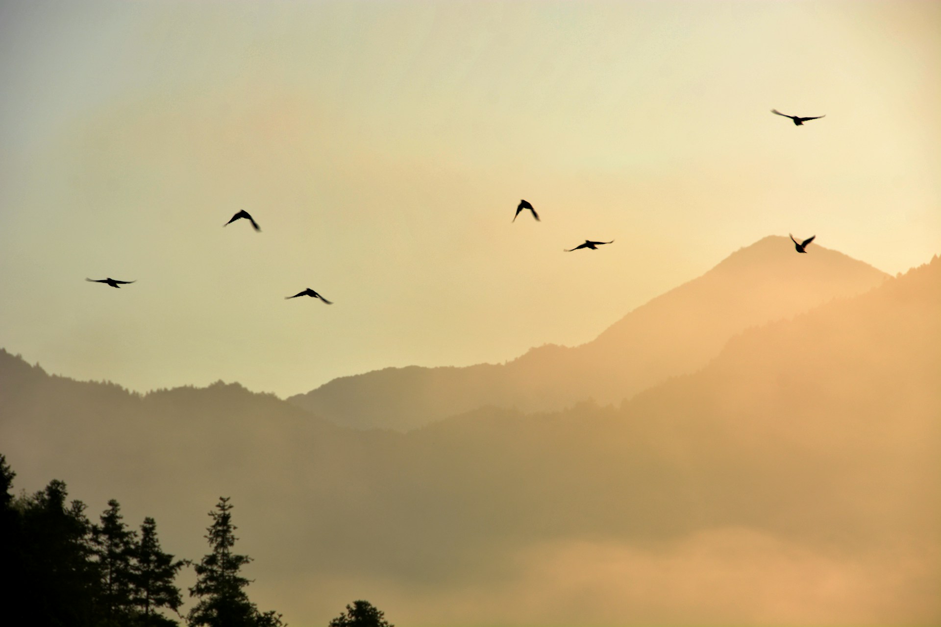 birds flying in the sky