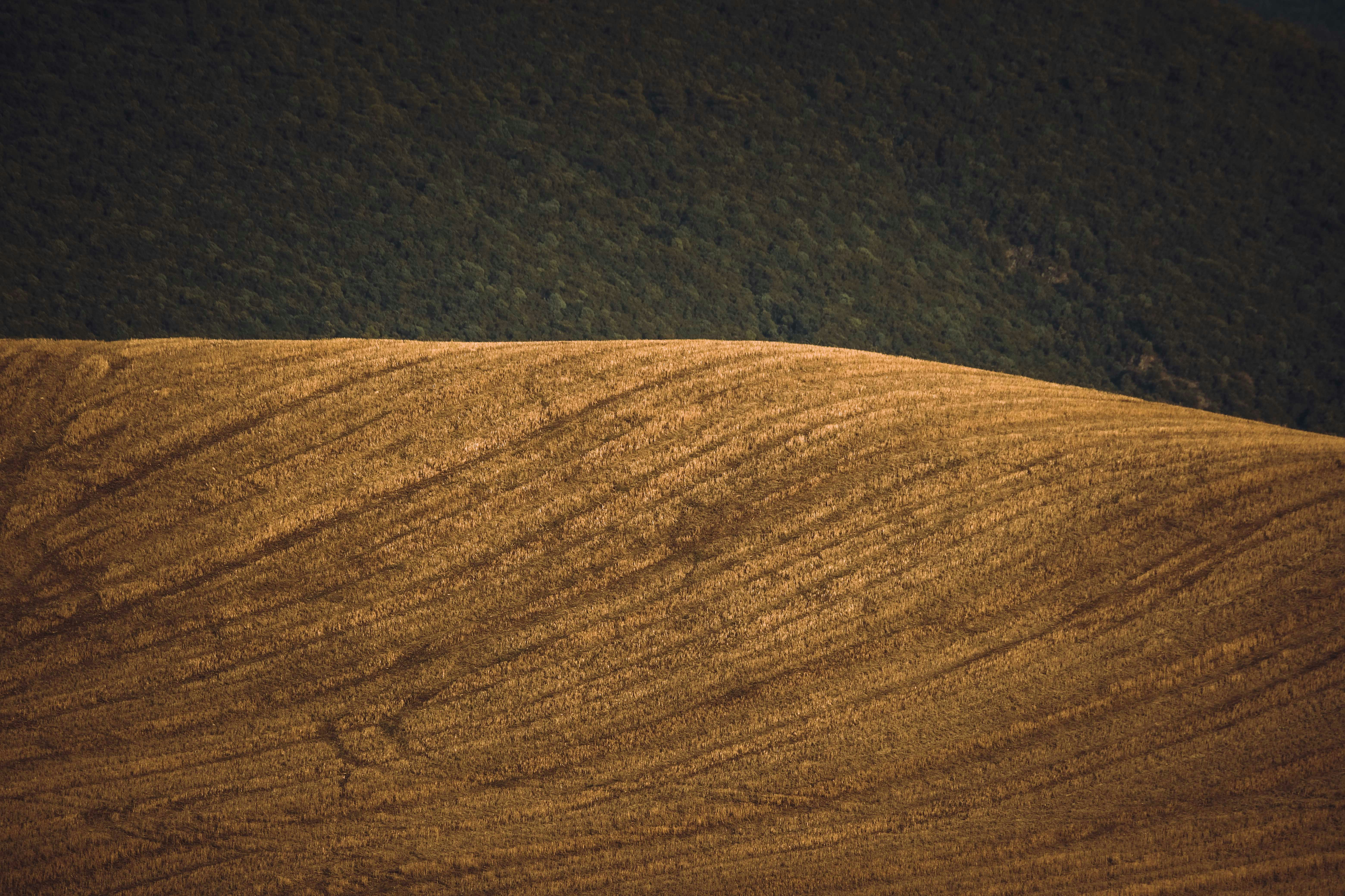 Photo by francesco_ungaro