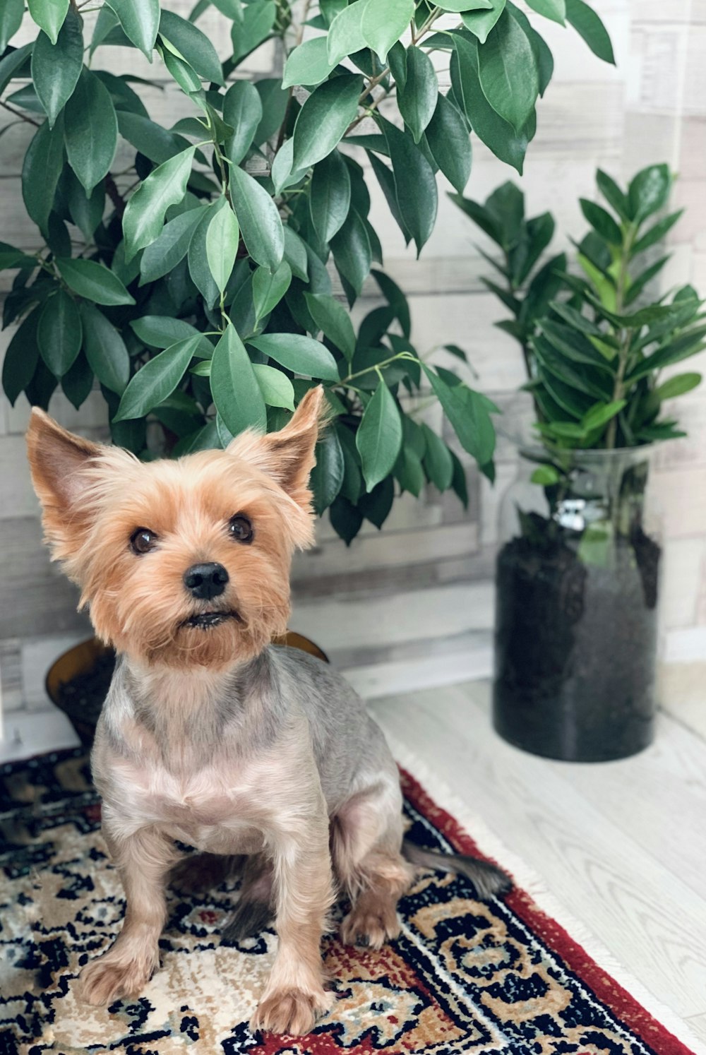 a dog sitting on a rug