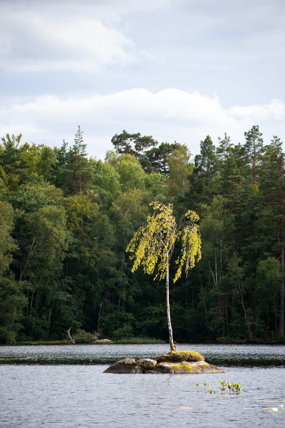 a tree on a rock in a lake