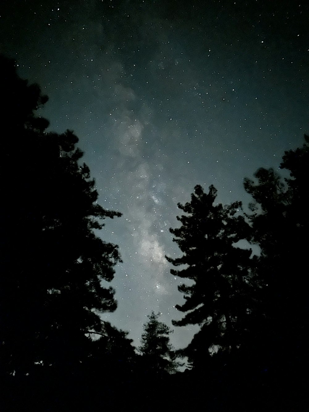 a starry night sky with trees